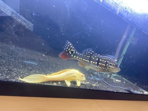 キクラ　テメンシス