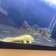 キクラ　テメンシスの画像