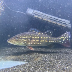 キクラ　テメンシスの画像