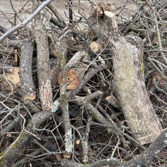 薪　柿の木の画像