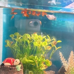 ミッキーマウスプラティ　魚　　熱帯魚の画像