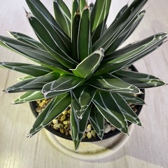 アガベ　笹の雪の画像