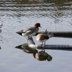 Panasonic DMC FZ30 12倍ズーム（光学35=420mm)デジタル併用で1600mm以上の望遠撮影が出来ます。の画像