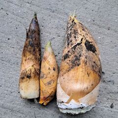 とれたて野菜　椎茸、柚子、大根、キャベツ　無人販売の画像