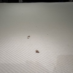 コアラマットレス　ダブルサイズの画像