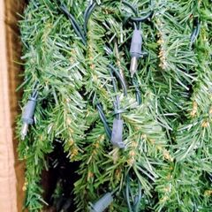 差し上げます　クリスマスツリー　約180cm　ライト付きの画像