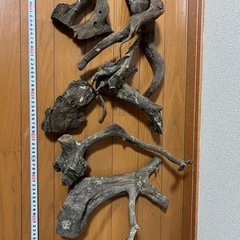 流木セットの画像