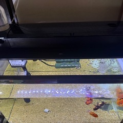 60センチ水槽セットです。の画像