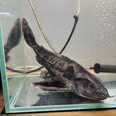 メガロドラスの画像