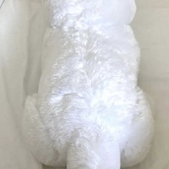 ぬいぐるみ　サモエドの画像