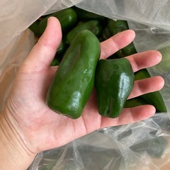 規格外
ピーマンの画像