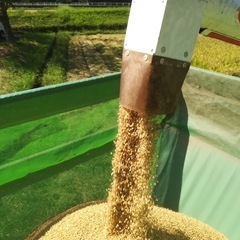 2025年度三重県キヌヒカリ精米10kgの画像