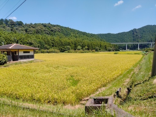 2025年度三重県キヌヒカリ精米10kg