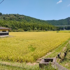 2025年度三重県キヌヒカリ精米10kgの画像