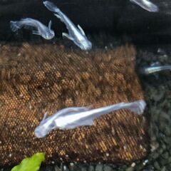 ★近松めだか（バクランブラックメダカ）の画像