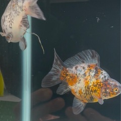 金魚　①タマサバ　玉サバ　新潟産　ショートテールの画像