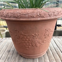 鉢(プラスチック)に入った植物の画像