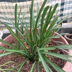 鉢(プラスチック)に入った植物の画像