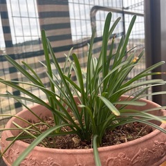 鉢(プラスチック)に入った植物の画像