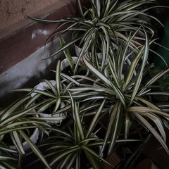 オリヅルランの画像