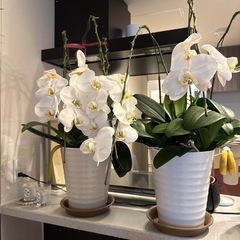 無料 胡蝶蘭の画像