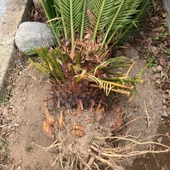 最終価格  ソテツ　庭を工事するのでの画像