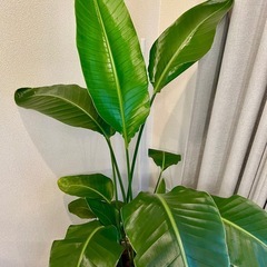 【観葉植物】オーガスタ 8号 ブラウンバスケット鉢カバー の画像