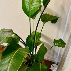 【観葉植物】オーガスタ 8号 ブラウンバスケット鉢カバー の画像