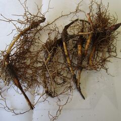 すずらん　1の画像