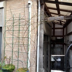 つるバラ ロココ 差し上げますꕤ︎︎·͜· ︎︎の画像