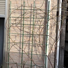 つるバラ ロココ 差し上げますꕤ︎︎·͜· ︎︎の画像