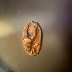 ローテーブル（お値引き可能）の画像