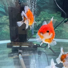 金魚　オランダ獅子頭　の画像