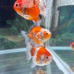 金魚　オランダ獅子頭　の画像