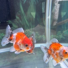 金魚　オランダ獅子頭　の画像