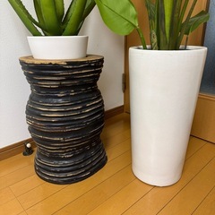 観葉植物  の画像