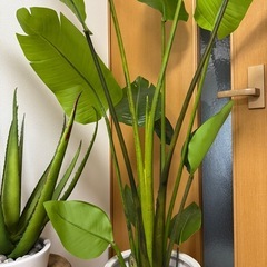 観葉植物  の画像