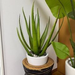 観葉植物  の画像