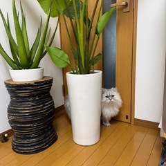観葉植物  の画像