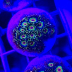 【USAマメスナ】ラスタ　画像Cの個体の画像