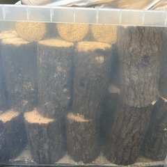 産卵木　産卵材　クワガタ用
の画像