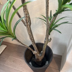 観葉植物(フェイクグリーン)の画像