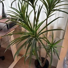 観葉植物(フェイクグリーン)の画像