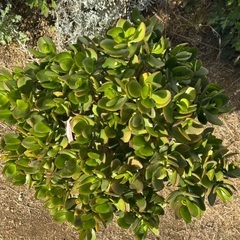 令和8年🌱縁起物💰金のなる木（大型／鉢植え）の画像