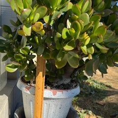 令和8年🌱縁起物💰金のなる木（大型／鉢植え）の画像