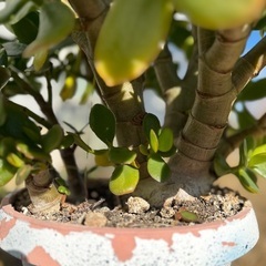 令和8年🌱縁起物💰金のなる木（大型／鉢植え）の画像