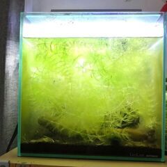 水槽(無料)　クリスタルキューブの画像