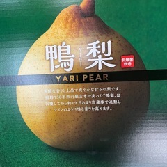 岡山県産鴨梨1箱の画像
