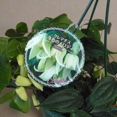 冬咲きクレマチス アンスンエンシス 蕾たっぷり 5号吊り鉢の画像