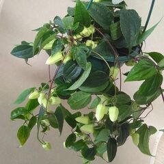 冬咲きクレマチス アンスンエンシス 蕾たっぷり 5号吊り鉢の画像